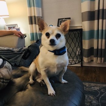 Sit Means Sit - Chico after completing his 4 day session. - Pet Training Near Me - Menomonee Falls, Wisconsin