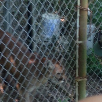 EXOTIC FELINE RESCUE CENTER - Updated May 2026 - 248 Photos & 69 ...