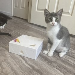 The Lost Cats - Kenji & Alsie...rescued from a box next to a dumpster in Pacifica with three sibings