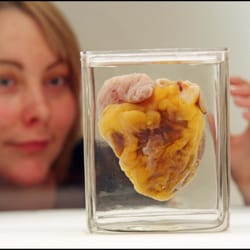 Wellcome Collection - Jennifer Sutton looking at her own heart in the Heart exhibition