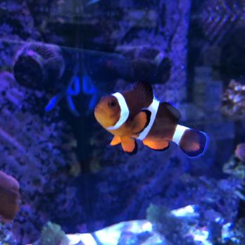 CK Fish World - Nemo! - Pet Stores Near Me - Lakewood, California