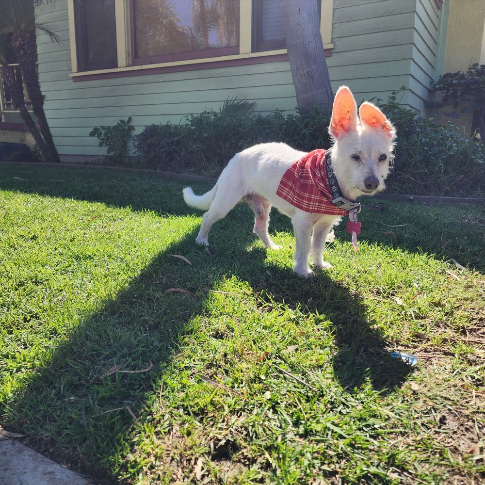This is our doggy after the grooming services. Exactly what we asked for.