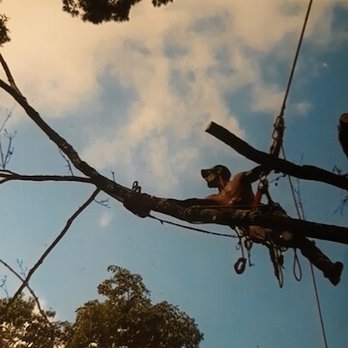 All Around Trees - Tree Services Near Me