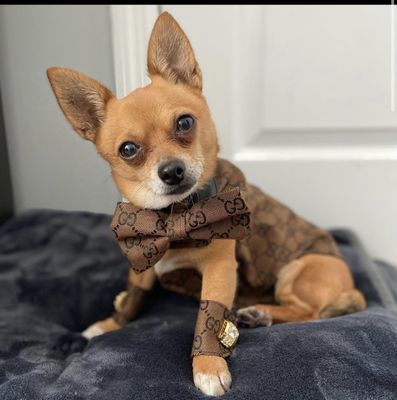 Fur-Kids Boutique by null