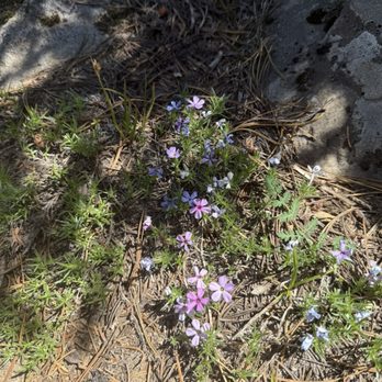 Mirror Lake Trail - Spreading phlox/Phlox diffusa - Parks Near Me - Zigzag, Oregon