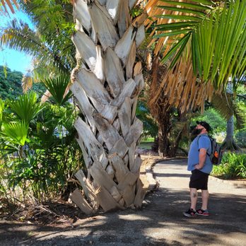 Foster Botanical Garden - The biggest palm tree ever - Botanical Gardens Near Me - Honolulu, Hawaii