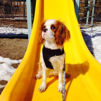The Dog Park - The Dog Park - St. Lawrence Market, Toronto - Dog Walkers Near Me