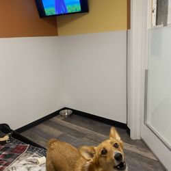 Pawquet's Play & Stay
