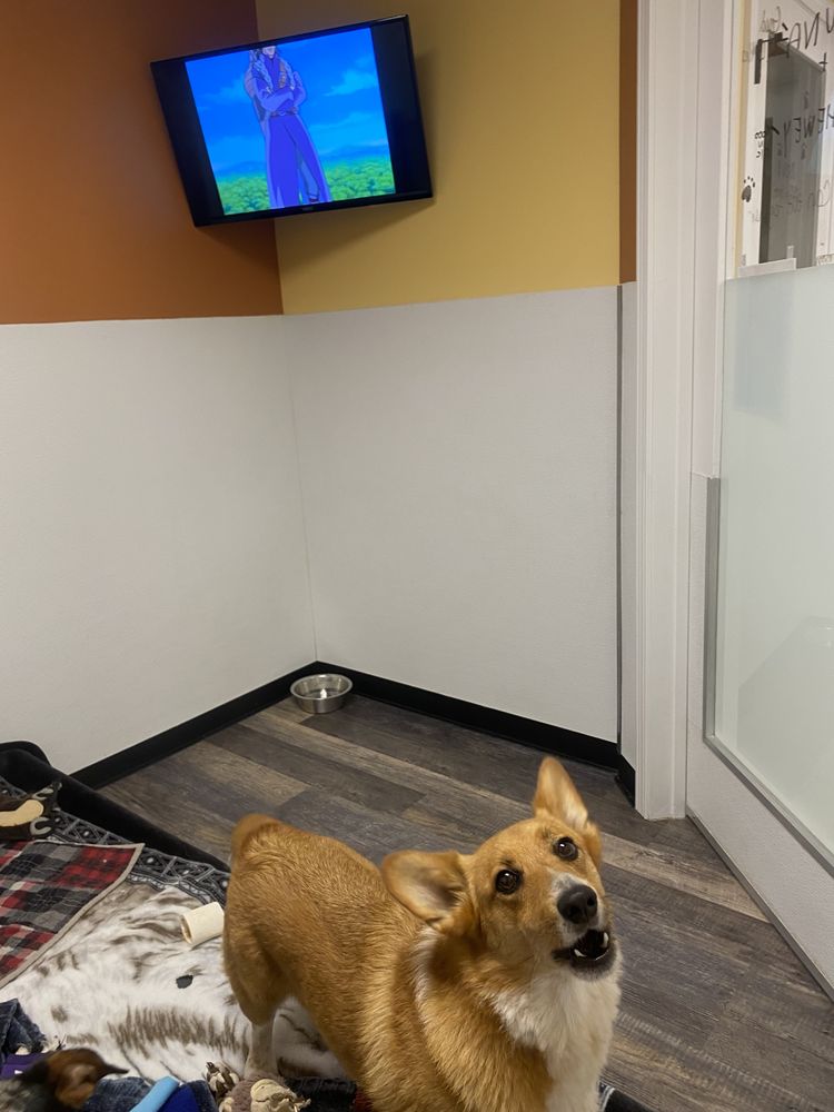 Pawquet's Play & Stay - pet boarding facility in Londonderry, NH