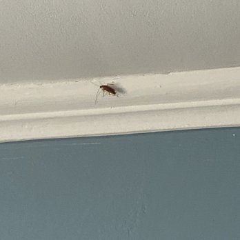 Better Beach Rentals - Roaches seen in the kitchen and crawling from under the couch. Spiders in one of the bedrooms and ants in the living room. - Vacation Rental Agents Near Me - Oak Island, North Carolina