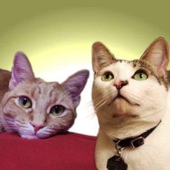 All Pets Medical Centre - Sadie & Ray Ray - Veterinarians Near Me - West Hills, California All Pets Medical Centre - Sadie & Ray Ray - Veterinarians Near Me - West Hills, California