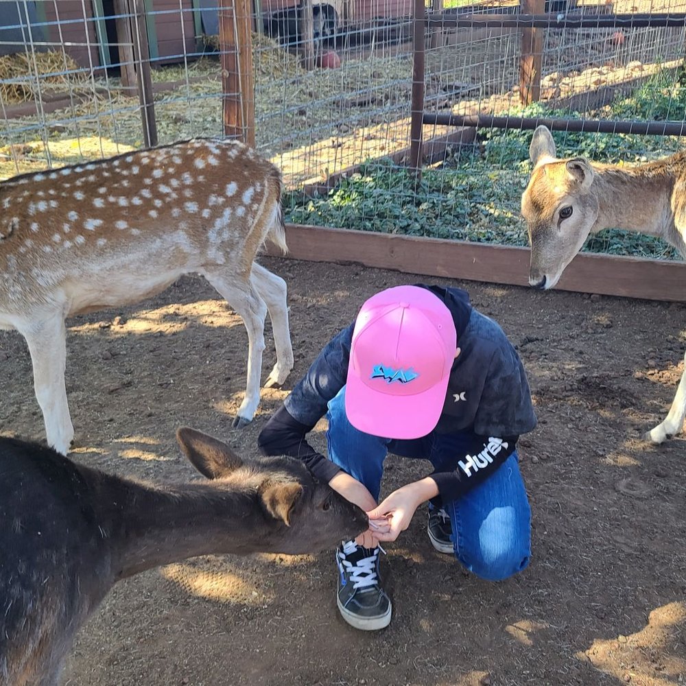 Grand Canyon Deer Farm - Deers up close - Zoos Near Me - Williams, Arizona Grand Canyon Deer Farm - Deers up close - Zoos Near Me - Williams, Arizona