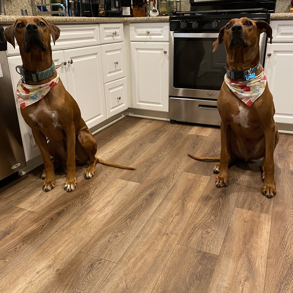 Chavo (left) and Deeko wearing their new bandanas from camp. Chavo (left) and Deeko wearing their new bandanas from camp.