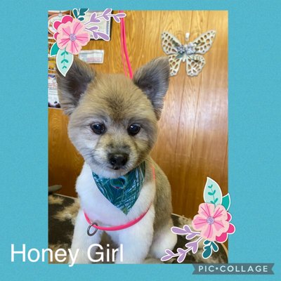 Pampered Pets Grooming Salon