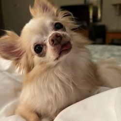 Upstate Vet Emergency & Specialty Care - Greenville - Bitty loves me