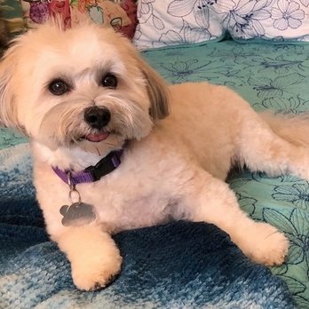 Lordocs Havanese - Chilling out on the bed, one of his favorite places. - Pet Breeders Near Me