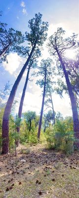 Cannon's Point Preserve by null