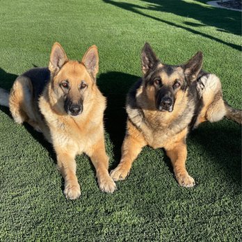 Eturf Pro USA - My dogs are loving it - Artificial Turf Near Me Eturf Pro USA - My dogs are loving it - Artificial Turf Near Me