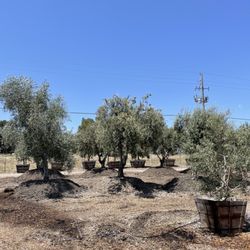 Olives Unlimited