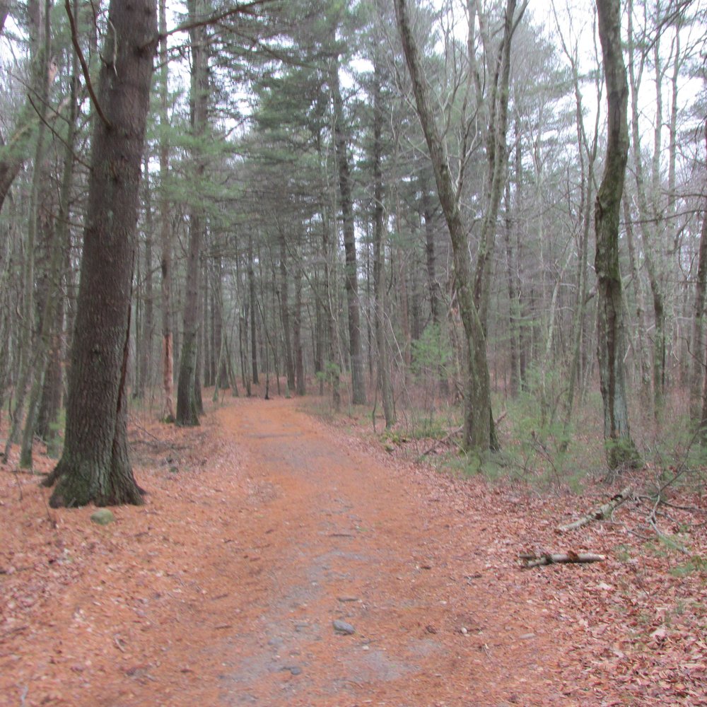 Steere Hill Trail - Through the woods - Hiking Near Me - Glocester, Rhode Island