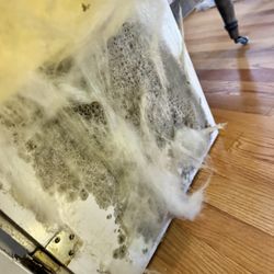 Elite Home & Mold Inspections - Hidden mold behind insulation in attic door in master bedroom- leading to health issues for clients