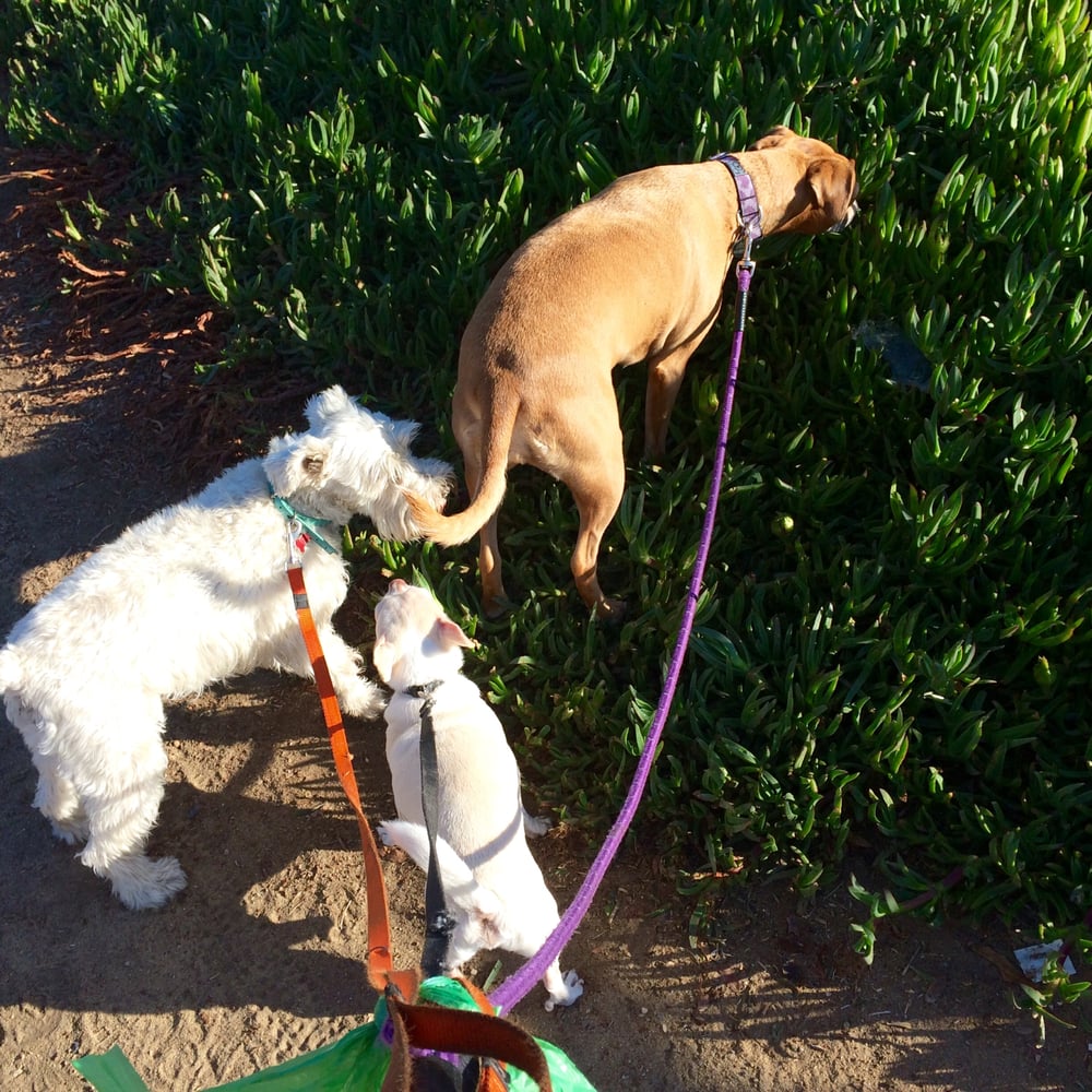 BARK BARK BOARDING Updated June 2024 Encinitas, California Pet Sitting Phone Number Yelp