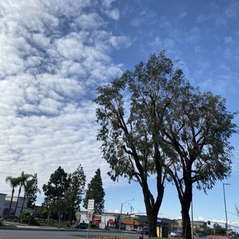 CA&A Tree Care - After - Tree Services Near Me