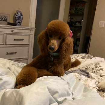 Dawn's Pet Palace - Mia Thermopolis - Pet Groomers Near Me - Carmichael, California