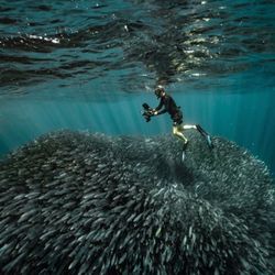 Explora Baja - Me filming a HUGE Bait Ball