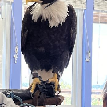 Plains Conservation Center - Bald Eagle - Community Service/Non-Profit Near Me - Aurora, Colorado