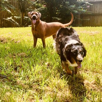 Love For Dogs - We Love - Love for Dogs! - Pet Boarding Near Me - Houston, Texas Love For Dogs - We Love - Love for Dogs! - Pet Boarding Near Me - Houston, Texas
