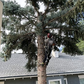 Blue River Forestry & Tree Care - Topping it - Tree Services Near Me - Boulder, Colorado