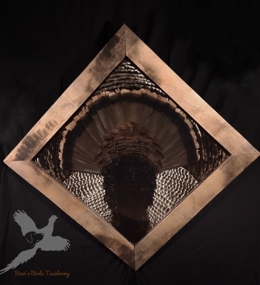 Bears Birds Taxidermy - taxidermy in Sycamore, PA