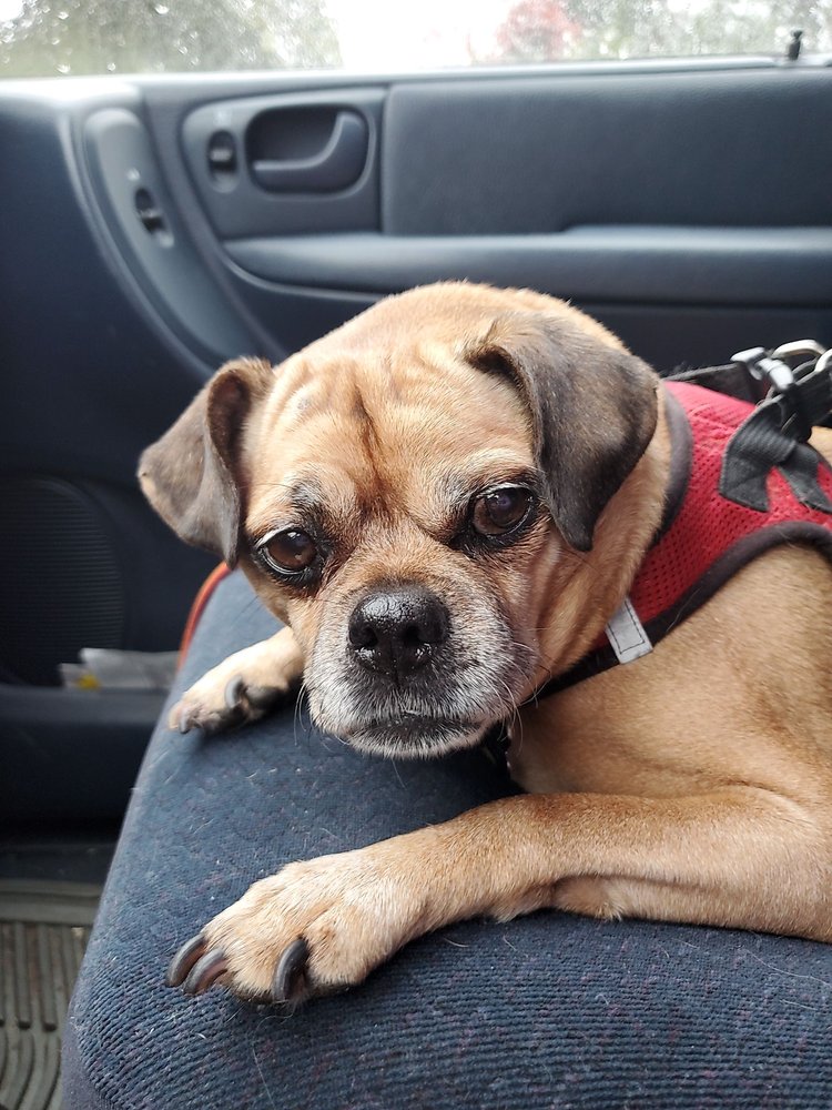 ROHNERT PARK VETERINARY CLINIC 18 Photos & 67 Reviews 7300 Commerce Blvd, Rohnert Park, CA