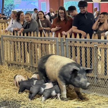 Los Angeles County Fair - Pigs at petting zoo - Festivals Near Me - Pomona, California