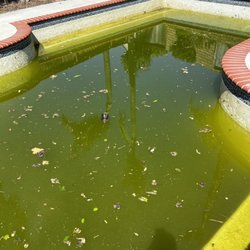 Clarity Pool Care - Urgent request for pool restoration.
Before photo