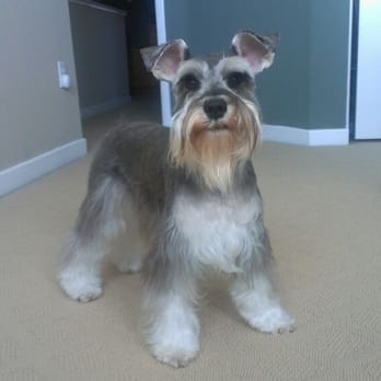 Lisajanays Bow Wows & Meows - Kola groomed by Lisa - Pet Groomers Near Me Lisajanays Bow Wows & Meows - Kola groomed by Lisa - Pet Groomers Near Me