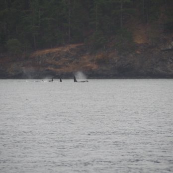 Maya’s Legacy Whale Watching - A pod of orcas in a "resting" formation along the shore - Whale Watching Tours Near Me - Friday Harbor, Washington Maya’s Legacy Whale Watching - A pod of orcas in a "resting" formation along the shore - Whale Watching Tours Near Me - Friday Harbor, Washington