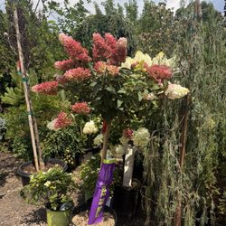 Decker's Nursery