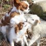 Photo of Waggy Tailz Daycare and Grooming