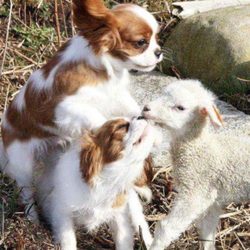 Waggy Tailz Daycare and Grooming