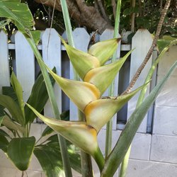 Paia Inn - Tropical Flowers outside our room