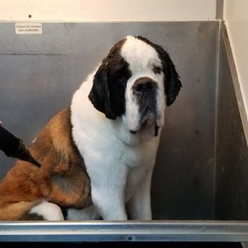 Pupz N Bubblz - St Bernard - Pet Groomers Near Me Pupz N Bubblz - St Bernard - Pet Groomers Near Me