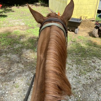 Roosevelt Riding Stables - Mattie Lou - Party & Event Planning Near Me - Pine Mountain, Georgia