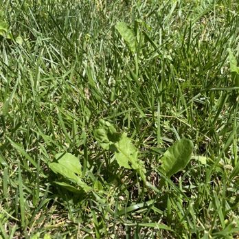 Weed Man - Lawn Services Near Me - Winchester, Virginia Weed Man - Lawn Services Near Me - Winchester, Virginia