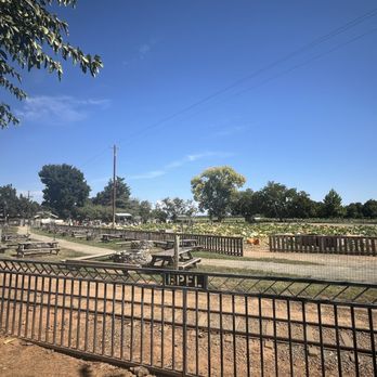 Bishop's Pumpkin Farm - Christmas Trees Near Me - Wheatland, California