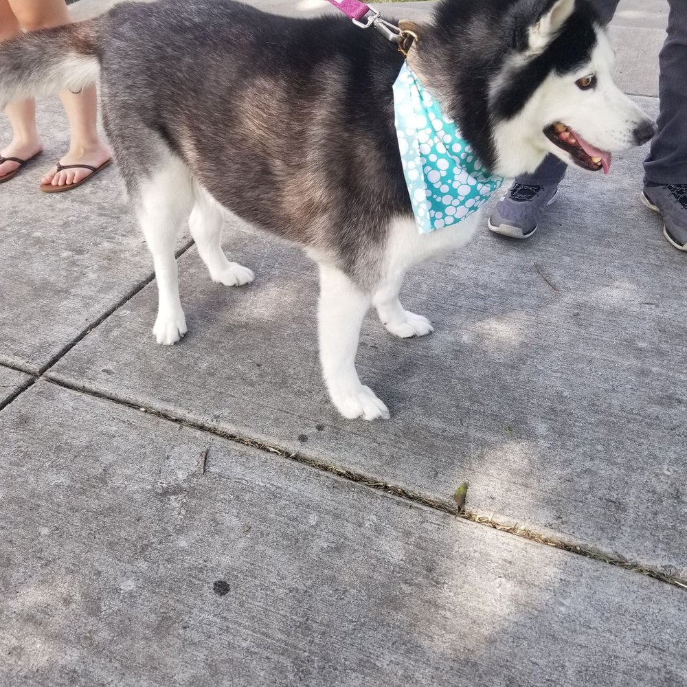 D'tails Pet Salon - Pet Groomers Near Me - Lodi, California D'tails Pet Salon - Pet Groomers Near Me - Lodi, California