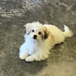 CoreCare Animal Wellness
