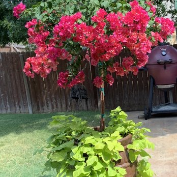 The Great Outdoors - Nurseries & Gardening Near Me - Austin, Texas The Great Outdoors - Nurseries & Gardening Near Me - Austin, Texas