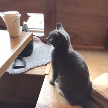 Seattle Meowtropolitan - Cats 'n coffee - Themed Cafes Near Me - Seattle, Washington Seattle Meowtropolitan - Cats 'n coffee - Themed Cafes Near Me - Seattle, Washington